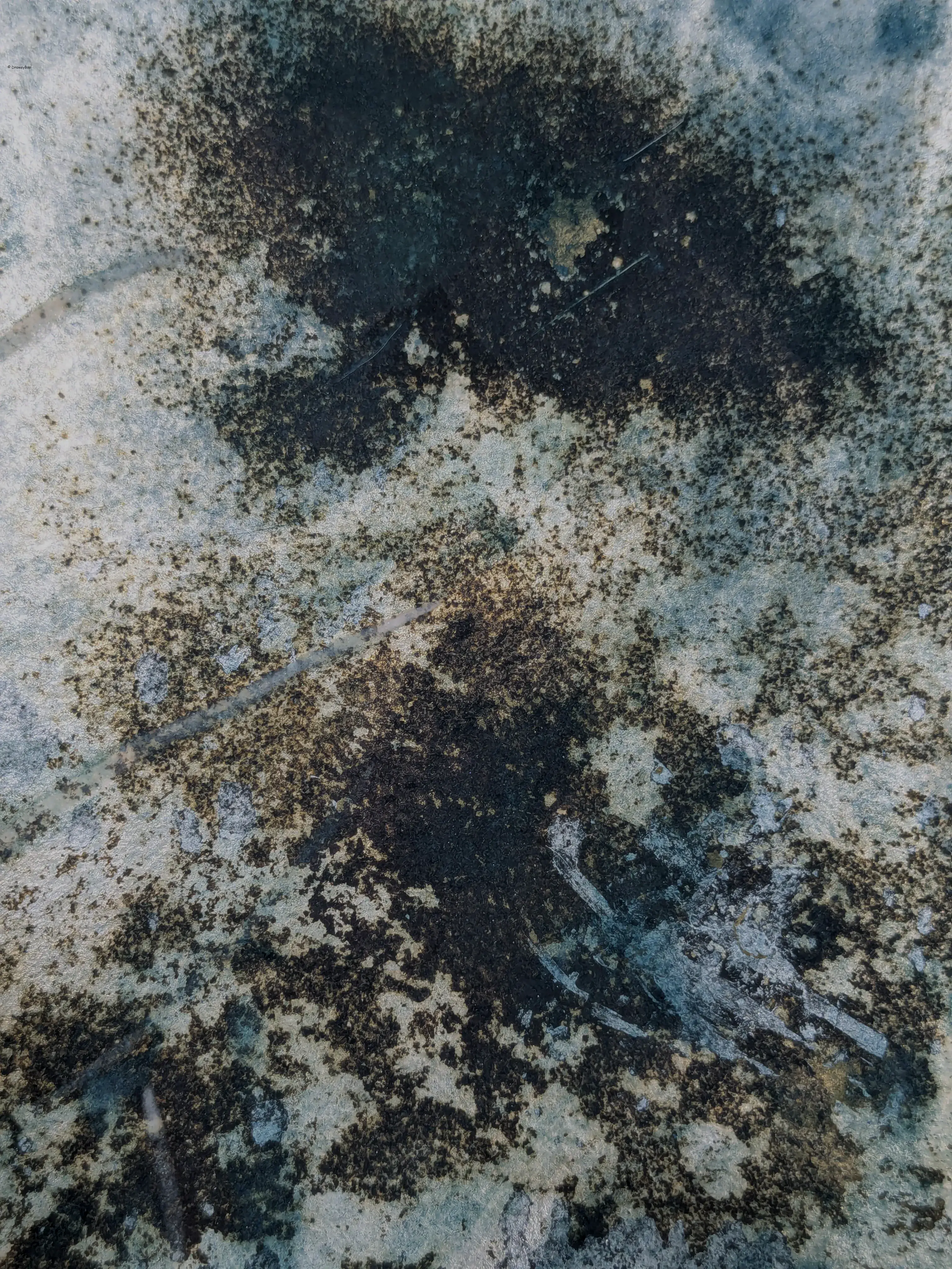 /images/painting/膠彩/水母漂流記/過程/p9.webp